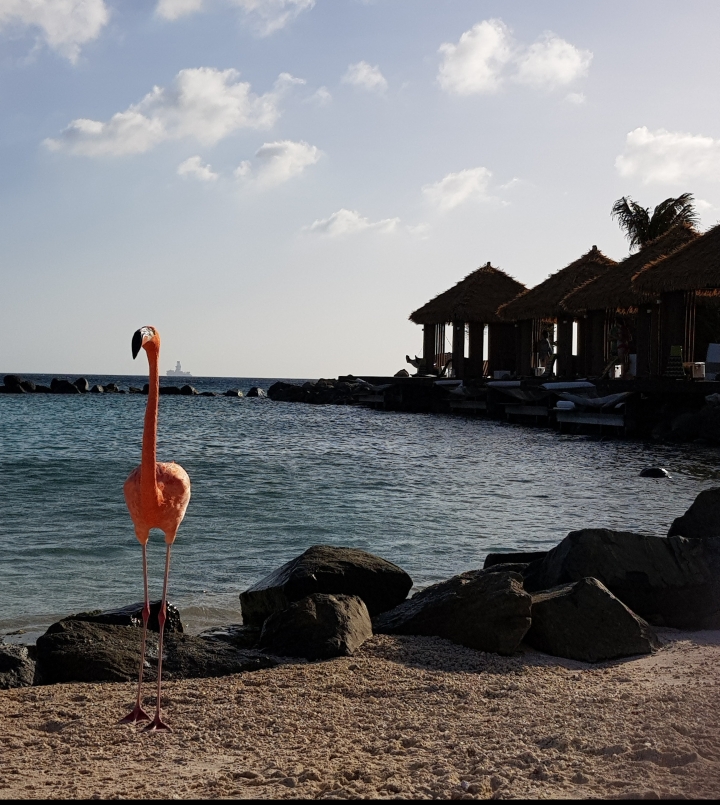 por-do-sol-na-flamingo-beach-renaissance-hotel.jpg